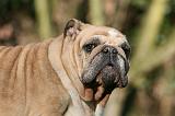 BULLDOG ANGLAIS 127